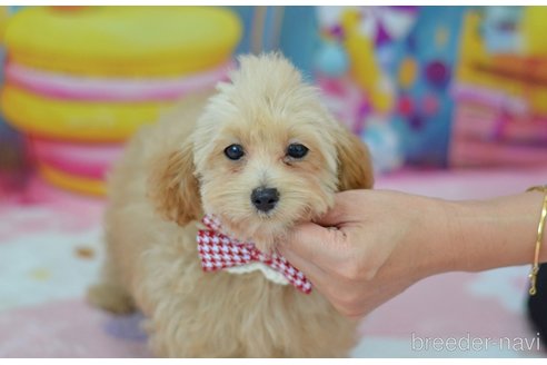 成約済の埼玉県のミックス犬-320206の23枚目