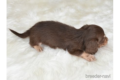 成約済の愛知県のミニチュアダックスフンド(ロングヘアード)-335894の2枚目