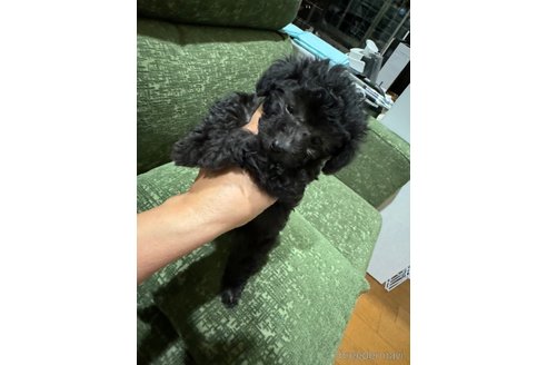 成約済の福岡県のタイニープードル-335903の2枚目