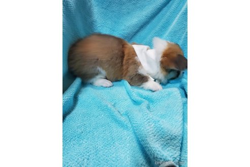成約済の岩手県のウェルシュコーギーペンブローク-335957の5枚目