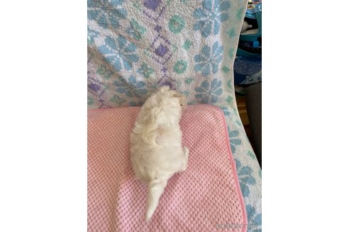 成約済の山形県のマルチーズ-335961の3枚目