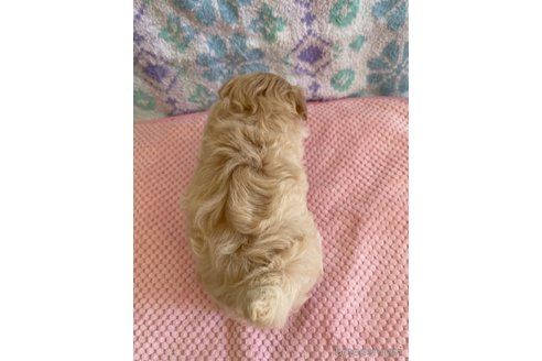 成約済の山形県のマルプー:マルチーズ×トイプードル-335962の2枚目