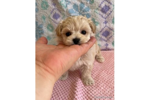 成約済の山形県のマルプー:マルチーズ×トイプードル-335962の3枚目