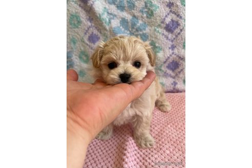 成約済の山形県のマルプー:マルチーズ×トイプードル-335962