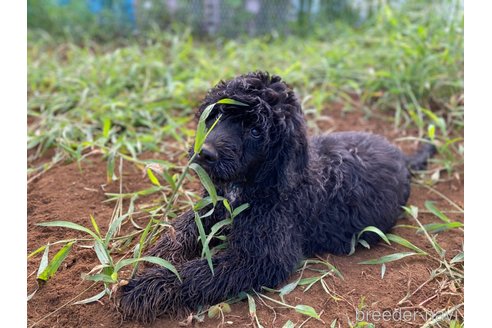 成約済の東京都のその他の犬種-327486の4枚目