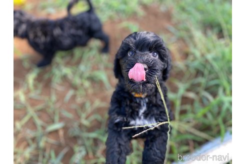 成約済の東京都のその他の犬種-328806の12枚目
