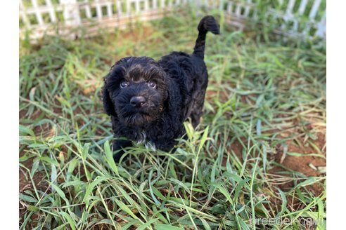 成約済の東京都のその他の犬種-328806の11枚目