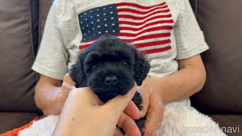 成約済の三重県のコッカプー:アメリカンコッカースパニエル×トイプードル-336002の2枚目
