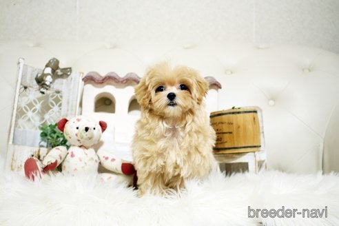 成約済の佐賀県のマルプー:マルチーズ×トイプードル-329007