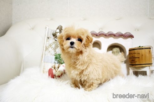 成約済の佐賀県のマルプー:マルチーズ×トイプードル-329007の4枚目