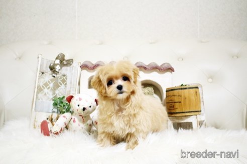 成約済の佐賀県のマルプー:マルチーズ×トイプードル-329007の3枚目