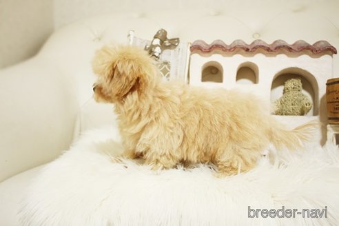 成約済の佐賀県のマルプー:マルチーズ×トイプードル-329007の2枚目