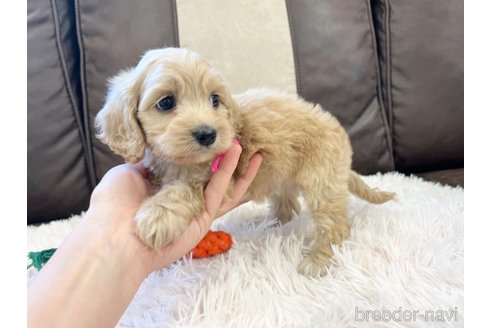 成約済の三重県のコッカプー:アメリカンコッカースパニエル×トイプードル-336023の9枚目