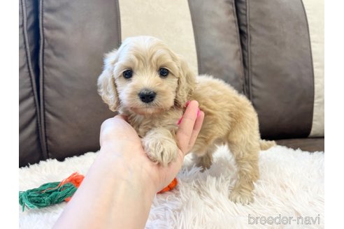 成約済の三重県のコッカプー:アメリカンコッカースパニエル×トイプードル-336023の10枚目