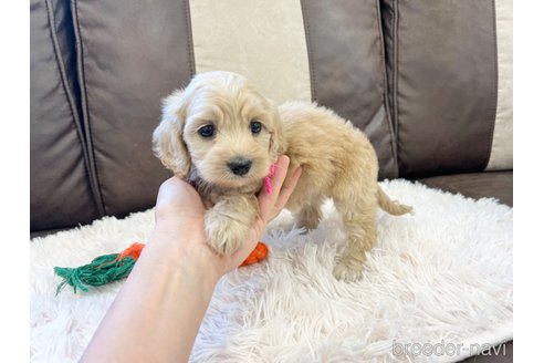 成約済の三重県のコッカプー:アメリカンコッカースパニエル×トイプードル-336023の2枚目