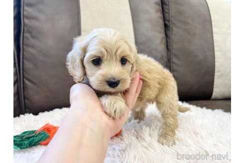 成約済の三重県のコッカプー:アメリカンコッカースパニエル×トイプードル-336023の3枚目