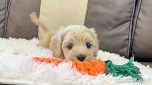 成約済の三重県のコッカプー:アメリカンコッカースパニエル×トイプードル-336023の4枚目