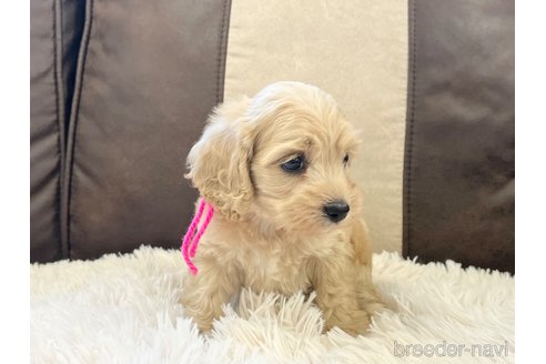 成約済の三重県のコッカプー:アメリカンコッカースパニエル×トイプードル-336023の5枚目