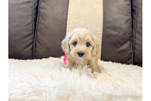 成約済の三重県のコッカプー:アメリカンコッカースパニエル×トイプードル-336023の6枚目