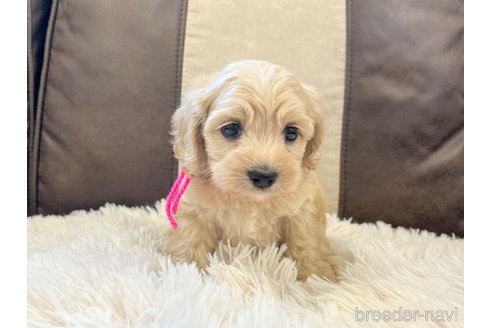 成約済の三重県のコッカプー:アメリカンコッカースパニエル×トイプードル-336023の7枚目