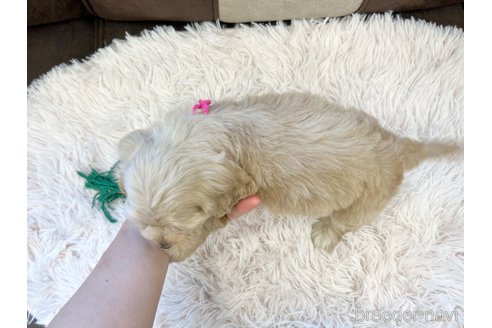 成約済の三重県のコッカプー:アメリカンコッカースパニエル×トイプードル-336023の8枚目