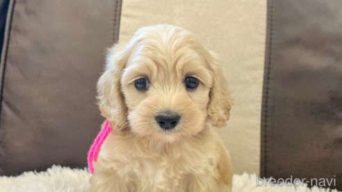 成約済の三重県のコッカプー:アメリカンコッカースパニエル×トイプードル-336023の1枚目