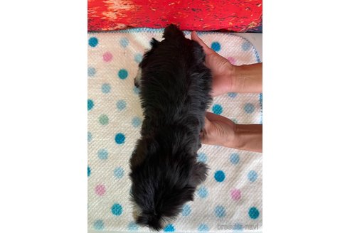 成約済の千葉県のミニチュアシュナウザー-336025の2枚目