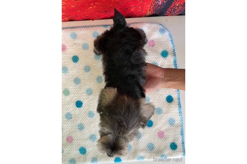 成約済の千葉県のミニチュアシュナウザー-336028の2枚目