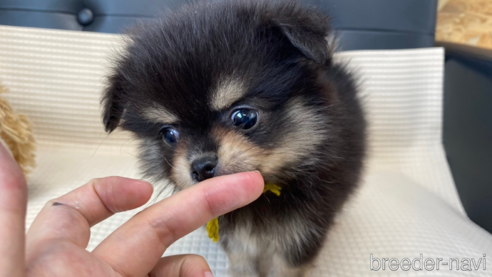 成約済の兵庫県のポメチワ:ポメラニアン×チワワ-329750の1枚目