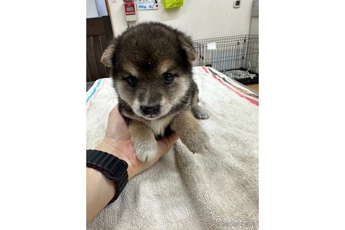 成約済の千葉県の豆柴-336030の5枚目