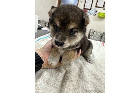 成約済の千葉県の豆柴-336030の3枚目