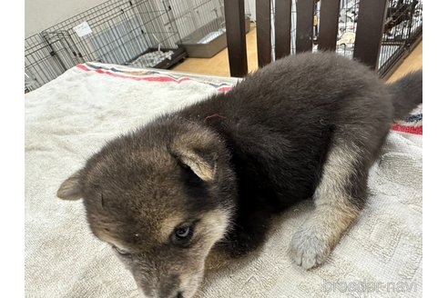 成約済の千葉県の豆柴-336030の4枚目