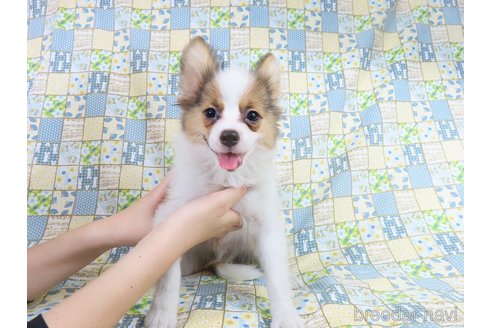 成約済の千葉県のパピヨン-324184の2枚目