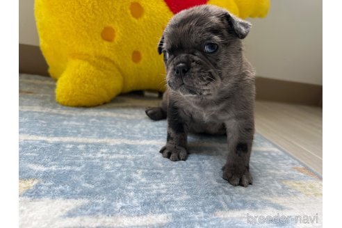成約済の茨城県のミックス犬-336032の7枚目