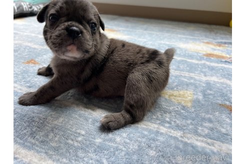 成約済の茨城県のミックス犬-336032の5枚目