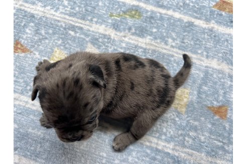 成約済の茨城県のミックス犬-336032の6枚目