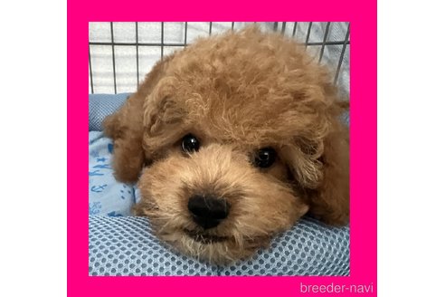 成約済の千葉県のティーカッププードル-333465の1枚目