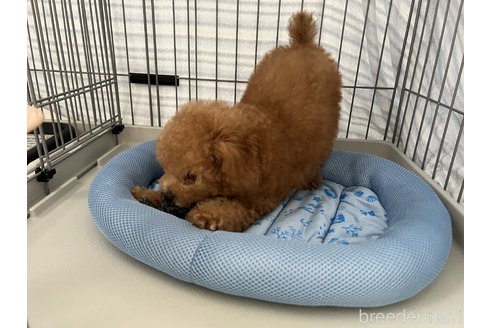 成約済の千葉県のティーカッププードル-333465の2枚目