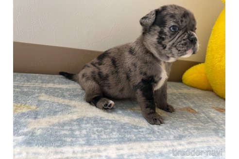 成約済の茨城県のミックス犬-336034の1枚目