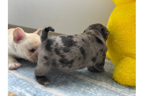 成約済の茨城県のミックス犬-336034の5枚目