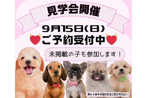 成約済の静岡県のミニチュアダックスフンド(ロングヘアード)-325016の4枚目