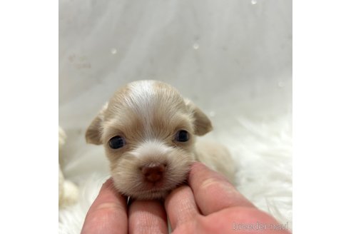成約済の栃木県のチワックス:チワワ×ミニチュアダックスフンド-336040の35枚目