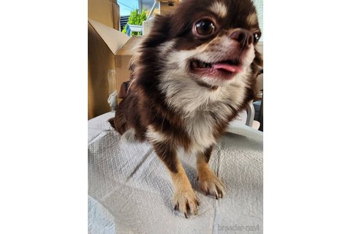 チョコチョコちゃん1枚目