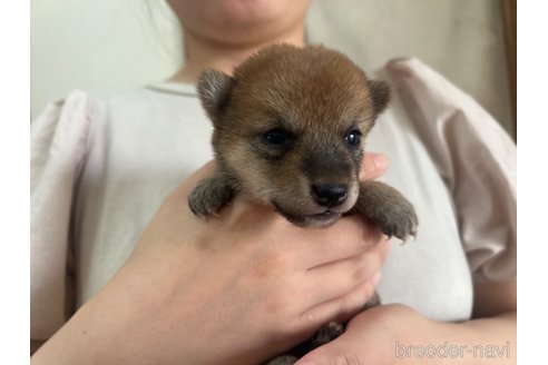 成約済の熊本県の豆柴-335591の2枚目