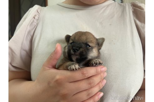 成約済の熊本県の豆柴-336064の3枚目