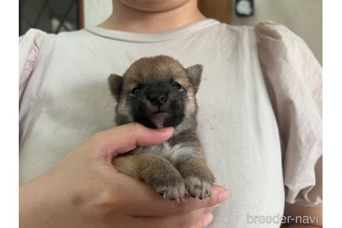 成約済の熊本県の豆柴-336064の2枚目