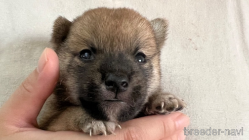 成約済の熊本県の豆柴-336064の1枚目