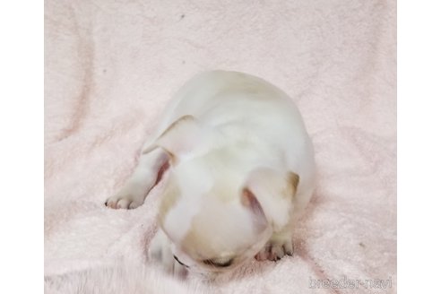 成約済の茨城県のフレンチブルドッグ-336066の3枚目
