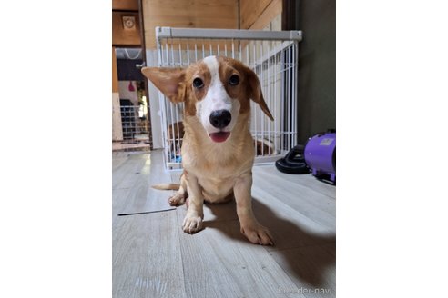 成約済の神奈川県のミックス犬-306833の3枚目