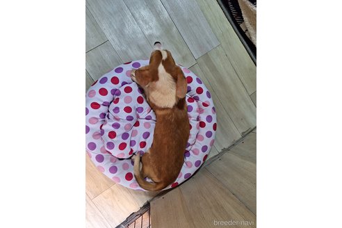 成約済の神奈川県のミックス犬-306833の2枚目